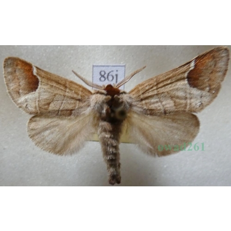 Clostera curtula (Linnaeus, 1758) male Wzjeżka łozówka Czech86j